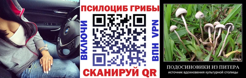 Галлюциногенные грибы Psilocybe  Хилок 